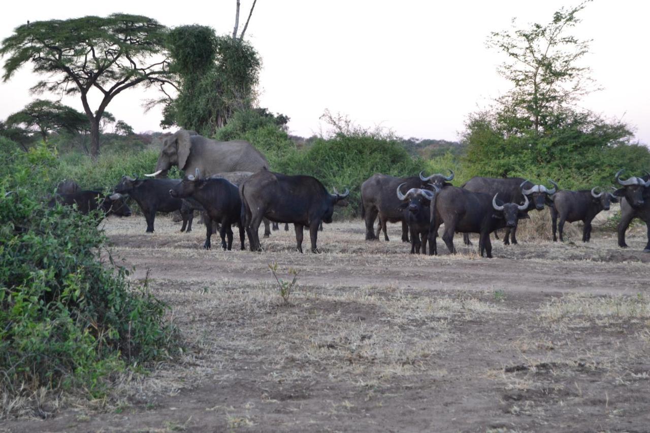 Chobe Sunset Chalets Lesoma Exterior foto