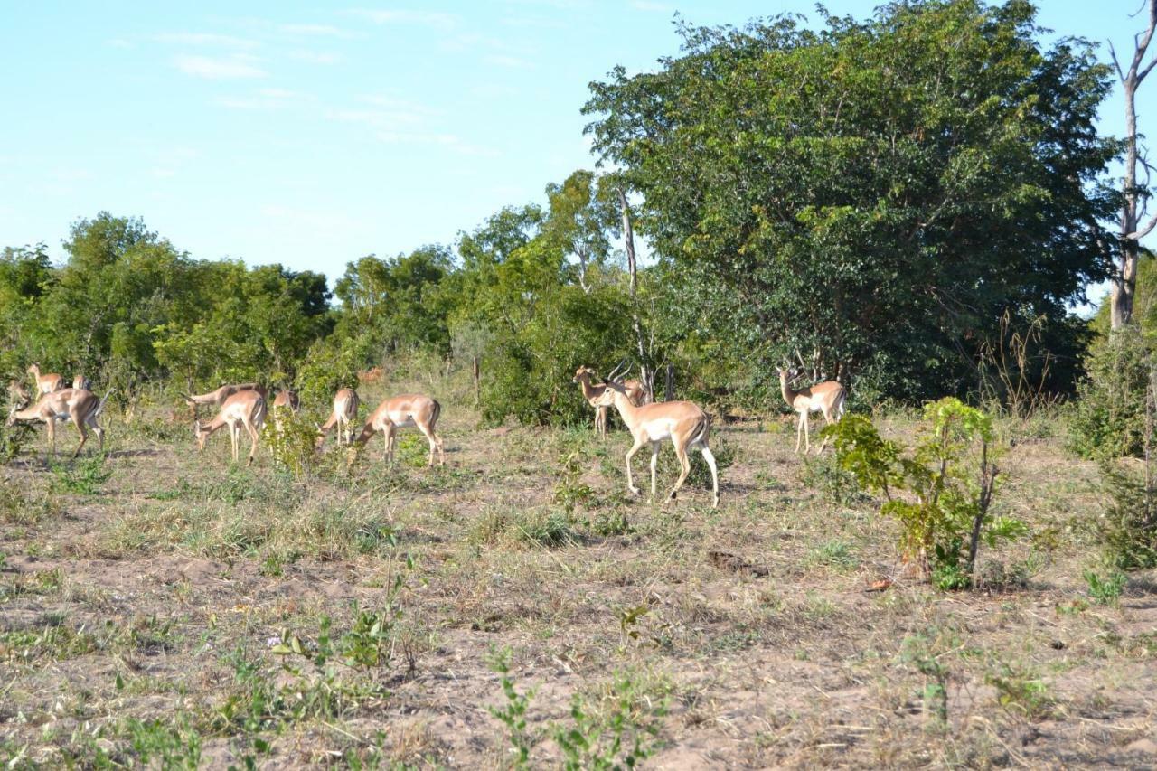 Chobe Sunset Chalets Lesoma Exterior foto