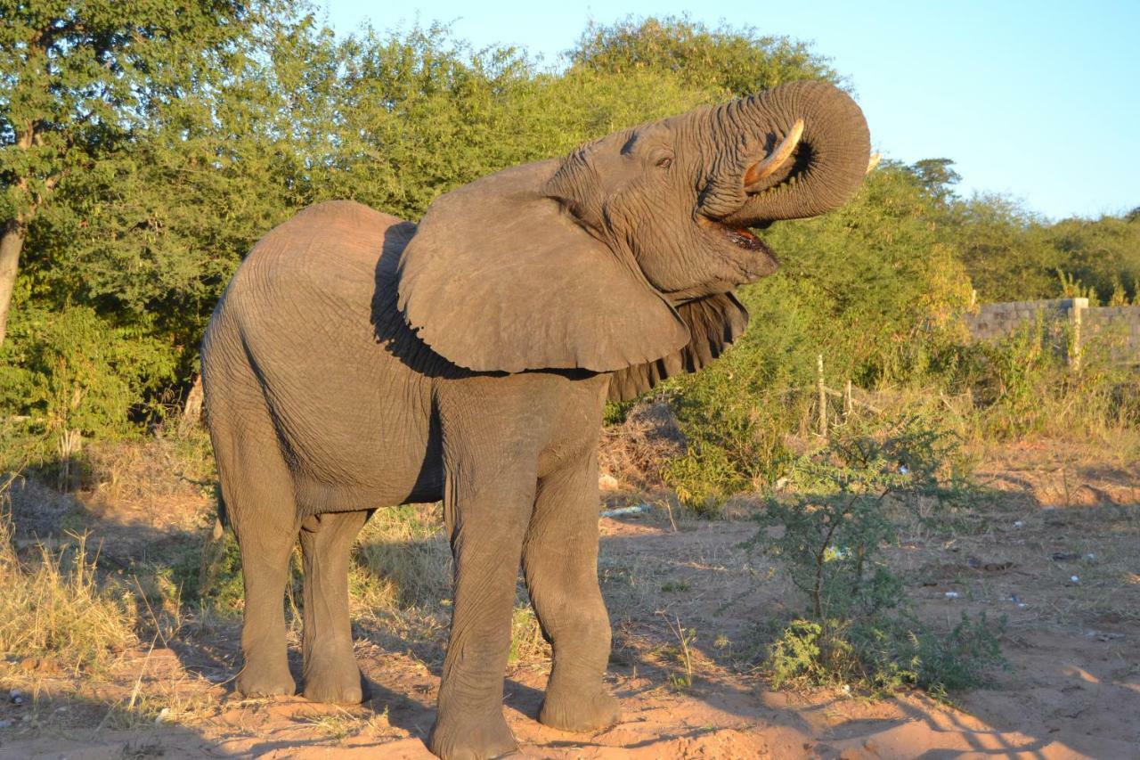 Chobe Sunset Chalets Lesoma Exterior foto