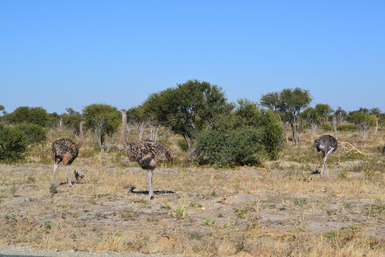 Chobe Sunset Chalets Lesoma Exterior foto