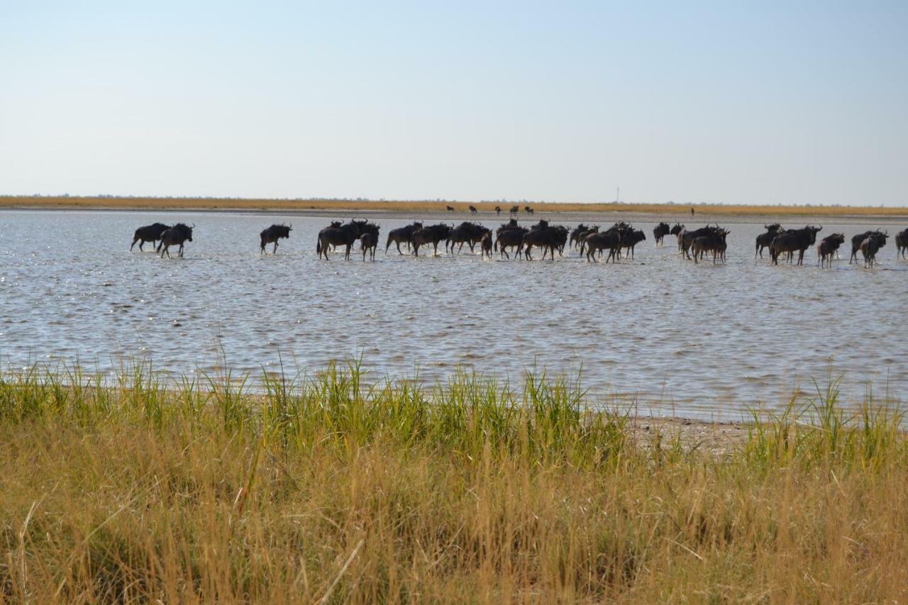 Chobe Sunset Chalets Lesoma Exterior foto